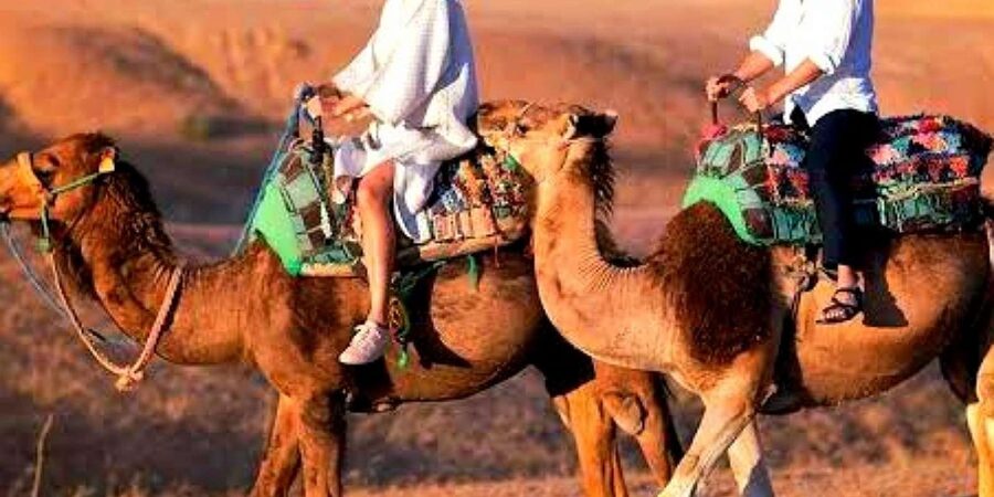 Marrakech: Dinner and Quad bike Desert Agafay Stars & show - Who this Marrakech Agafay tour suits best
