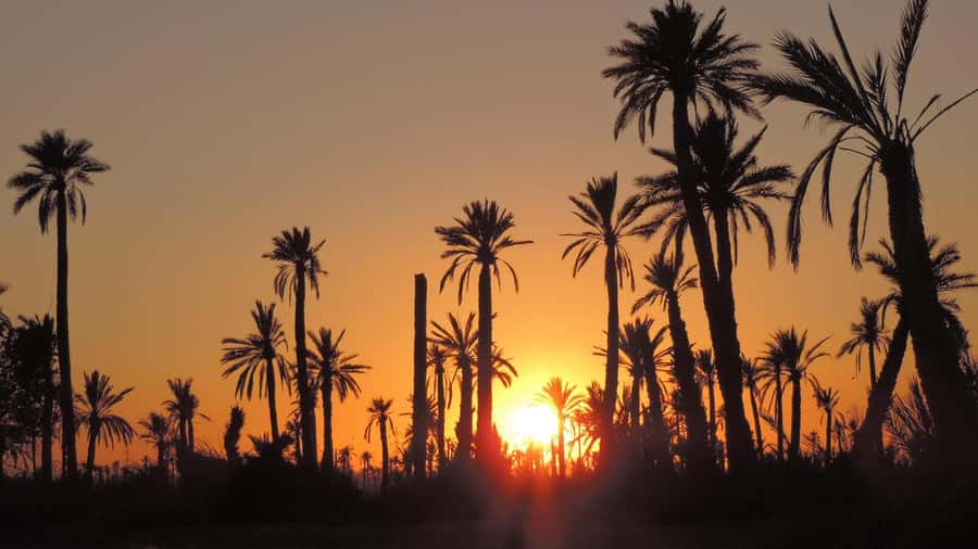 Marrakech: Dunes of the Palmeraie Quad Bike Ride with Tea - Who should go, and who should skip it