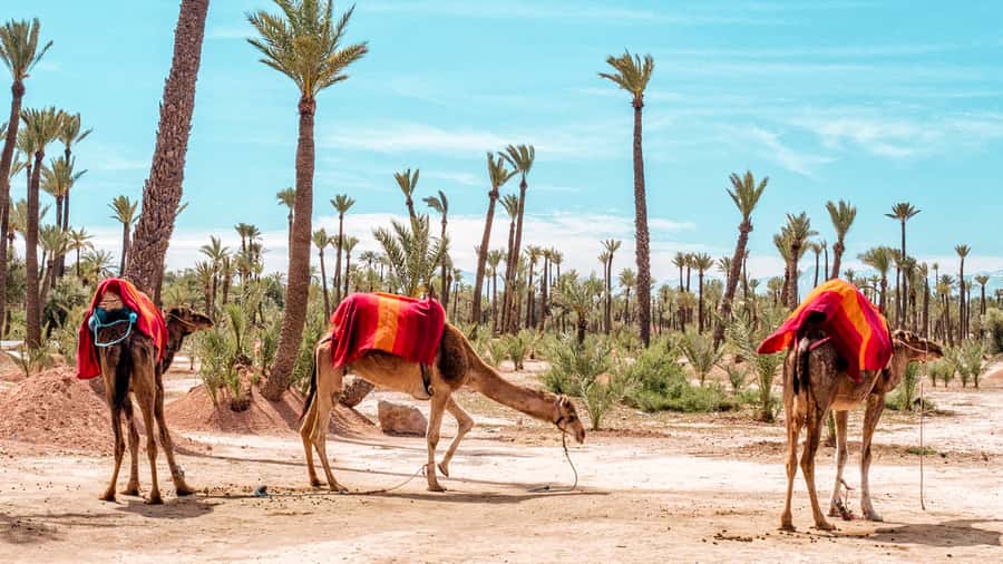 Marrakech: Half-Day Desert Quad Tour with Camel Ride - From Marrakesh hotel pickup to desert start line