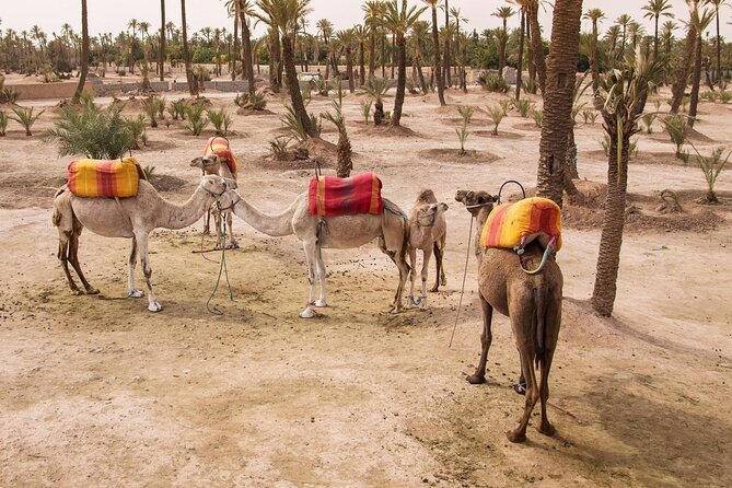 Marrakech Palmeraie Quad Bike Desert Adventure - Why quad biking in Marrakech’s Palmeraie feels more than touristy