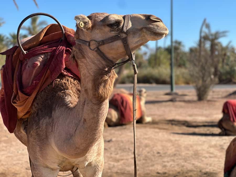 Marrakech: Quad Bike excursion at the sunset with Tea Break - Key highlights that make this tour worth your time