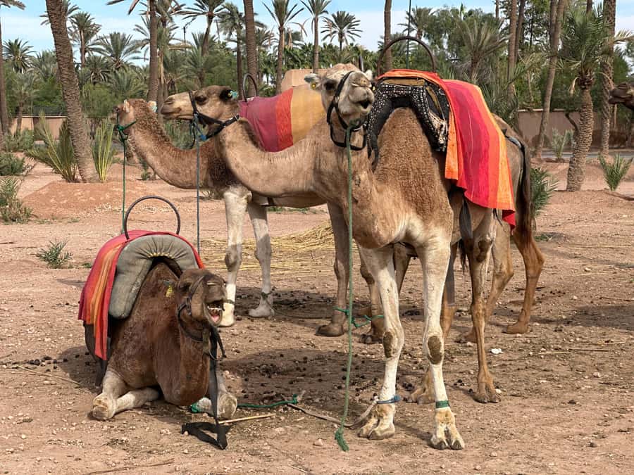 Marrakech: Quad Bike excursion at the sunset with Tea Break - Small realities to plan for (so nothing surprises you)
