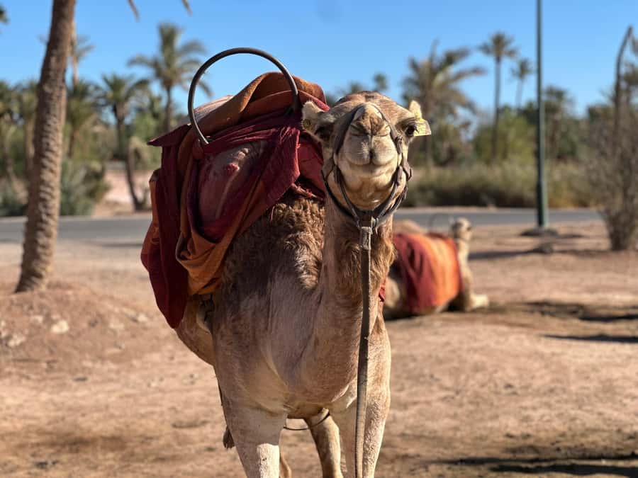 Marrakech: Quad Bike excursion at the sunset with Tea Break - Why this Marrakesh quad ride shines at dusk