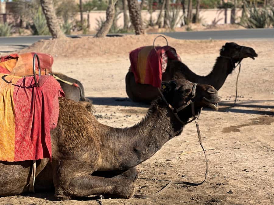 Marrakech: Quad Bike excursion at the sunset with Tea Break - Safety gear and the first minutes on your quad
