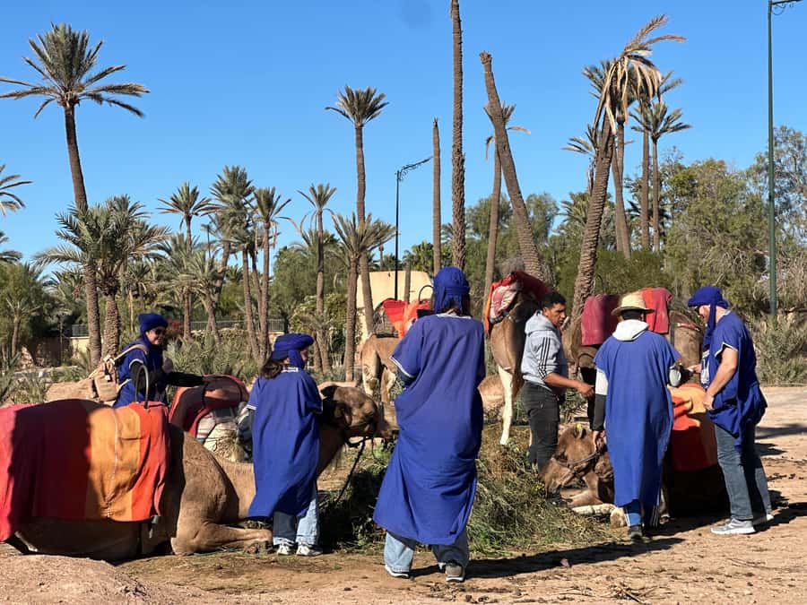 Marrakech: Quad Bike excursion at the sunset with Tea Break - Palmeraie riding: palms, dust, and the best photo rhythm
