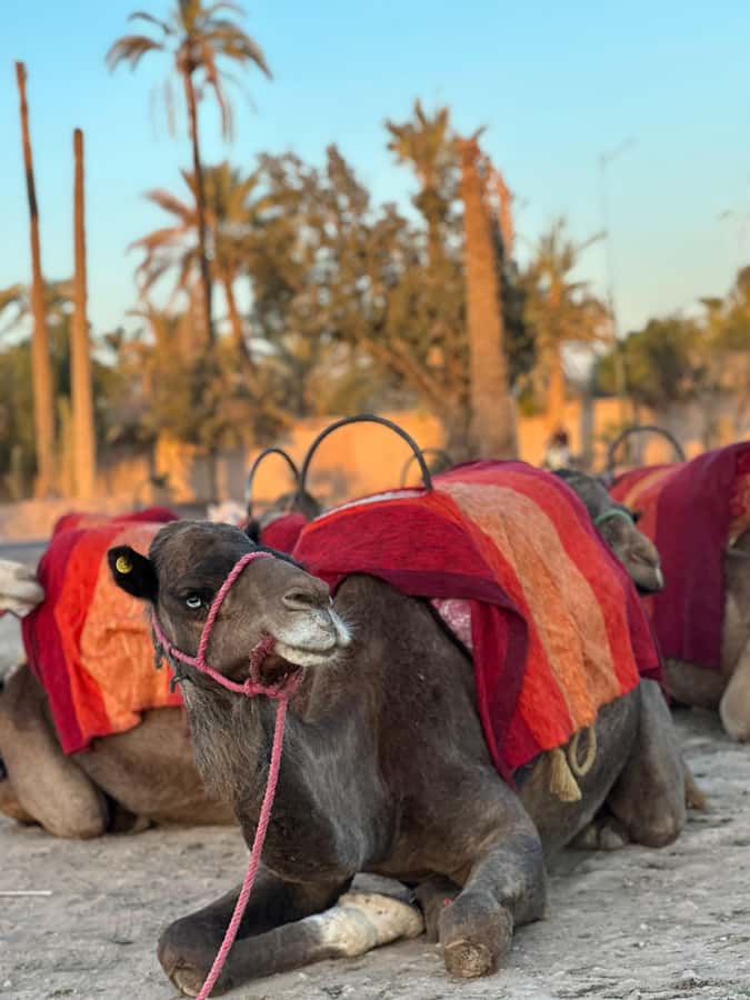 Marrakech:quad excursion at Jbilet desert with Moroccan tea - Quad Biking in the Jbilet Desert: What You’re Really Getting
