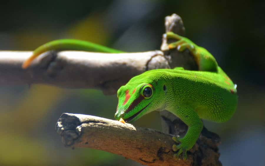 Mauritius: Full-Day Quad Bike Tour with Lunch - La Vanille Nature Park: crocodiles, Aldabra turtles, and lunch