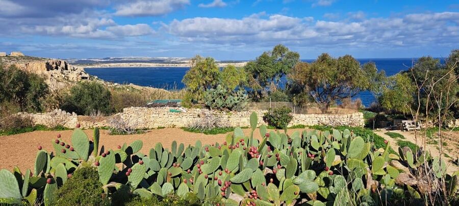 North Malta: Quad Bike Tour with Scenic Land, Sea & Swimming - Price and value: is $96 a good deal for 4 hours?