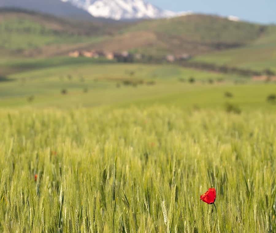 Ourika Valley: Quad Biking,Camel Riding,and Hiking Adventure - Why This Ourika Day Trip Costs $45 and What You Get