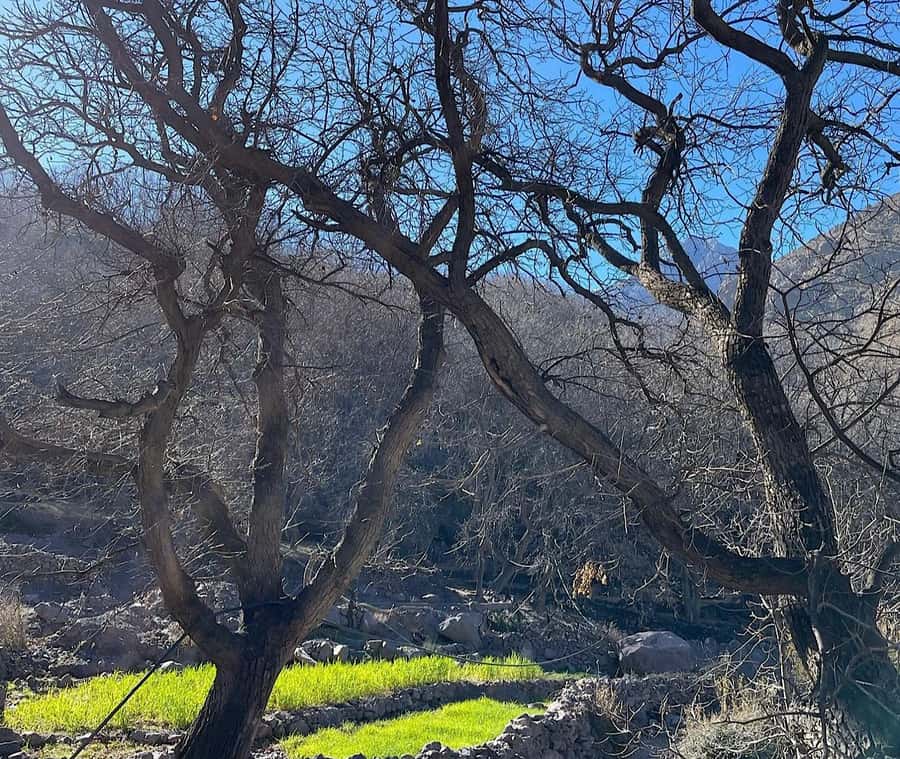 Ourika Valley: Quad Biking,Camel Riding,and Hiking Adventure - Berber House Tea Ritual and Argan Cooperative Craft
