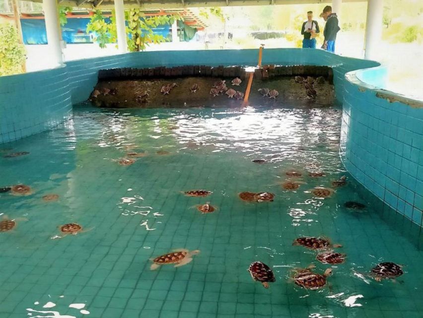 Phuket: Bamboo Rafting, Monkey Cave, and ATV Option - Sea Turtle Conservation Center: a rehab mission worth 45 minutes