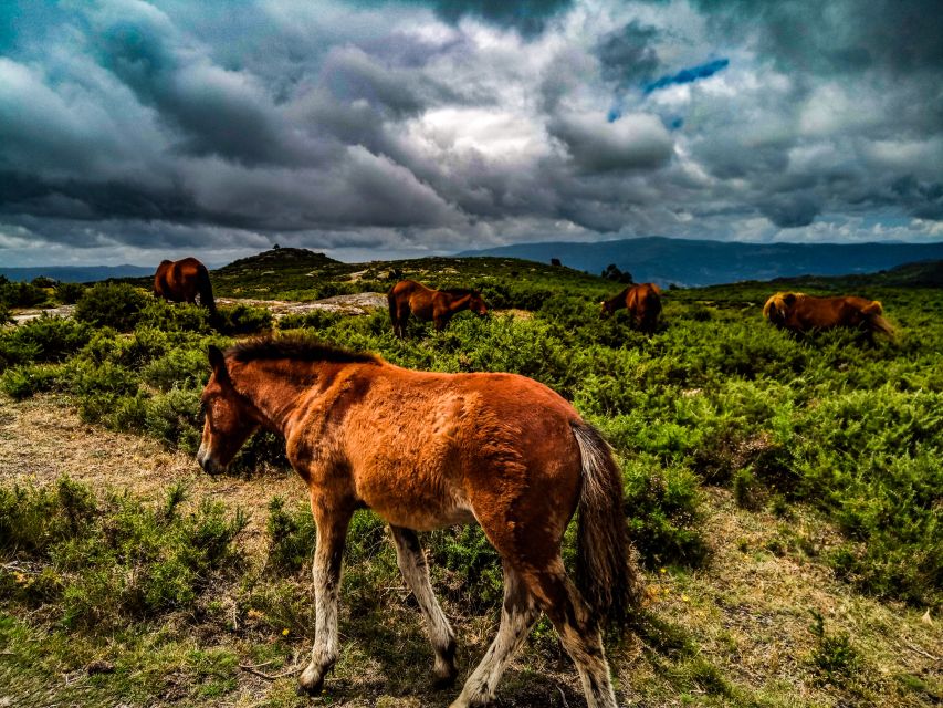 Prozelo: Buggy Tour - Peneda-Gerês National Park, but make it off-road