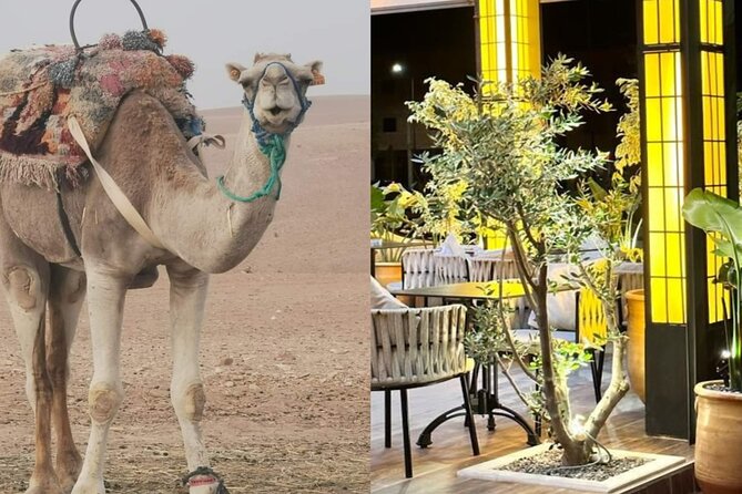 Quad bike & Camel ride Agafay & dinner at Chouf L’Or Restaurant - Key highlights before you go
