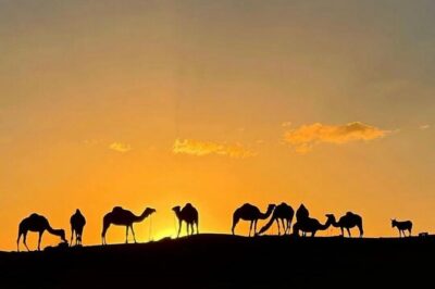 Quad Bike & Camel Ride & Dinner Show In Agafay Desert - Pickup, Timing, and the Real Rhythm of the Evening
