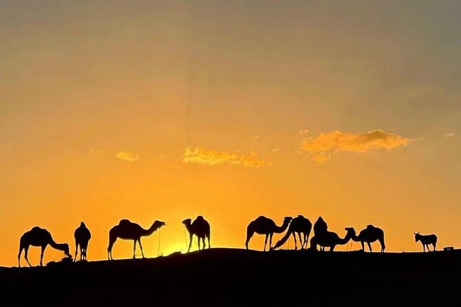 Quad Bike & Camel Ride & Dinner Show In Agafay Desert - Pickup, Timing, and the Real Rhythm of the Evening