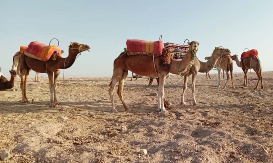 Quad bike & Camel ride in Agafay with dinner at Chouf L’or - Key things to know before you go
