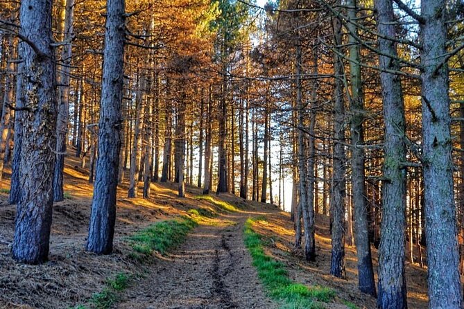 Quad Buggy Excursion Tour - Stop 2: Monte Reventino to 1417 m, Plus That Pine-Forest Switch
