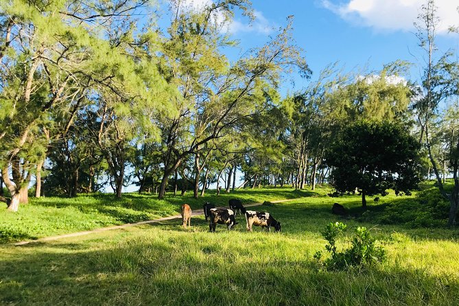 Quad Excursion South Mauritius 35km - Guides Peeple and Pipo: What Makes the Day Run Smooth