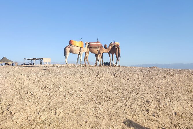 Quad excursion to the Agafay desert near Marrakech - Camel ride, Berber djellaba, and mint tea in a nomadic tent
