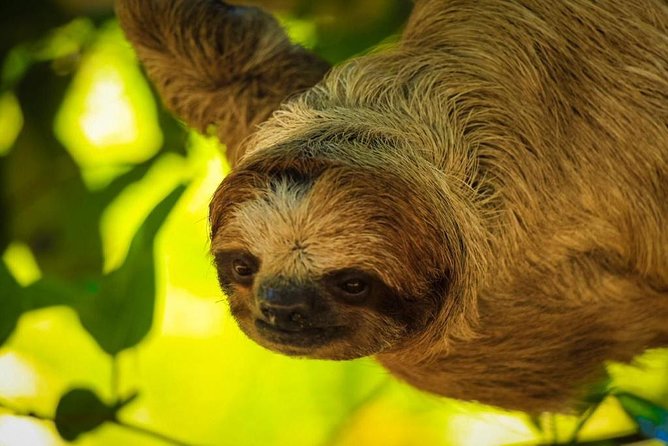 Roatán Shore Excursions: Wildlife + ATV/Buggy & Beach(1Beer/pp) - A Jungle-to-Beach Day That Actually Feels Like a Day