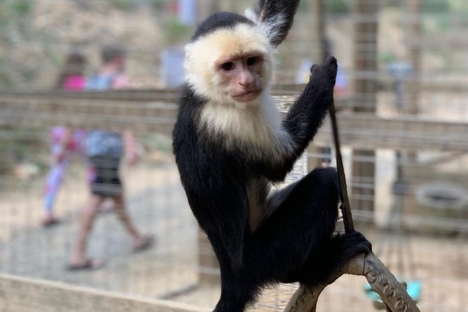 Roatán Shore Excursions: Wildlife + ATV/Buggy & Beach(1Beer/pp) - Stop 1: Wildlife Sanctuary Time with Sloths, Monkeys, and Bird Spotting
