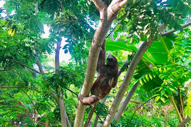 Roatan Zipline, ATV Buggy Ride + Sloths & Exclusive Beach Access - A One-Day Hit of Jungle, Mud, and Private Beach Time