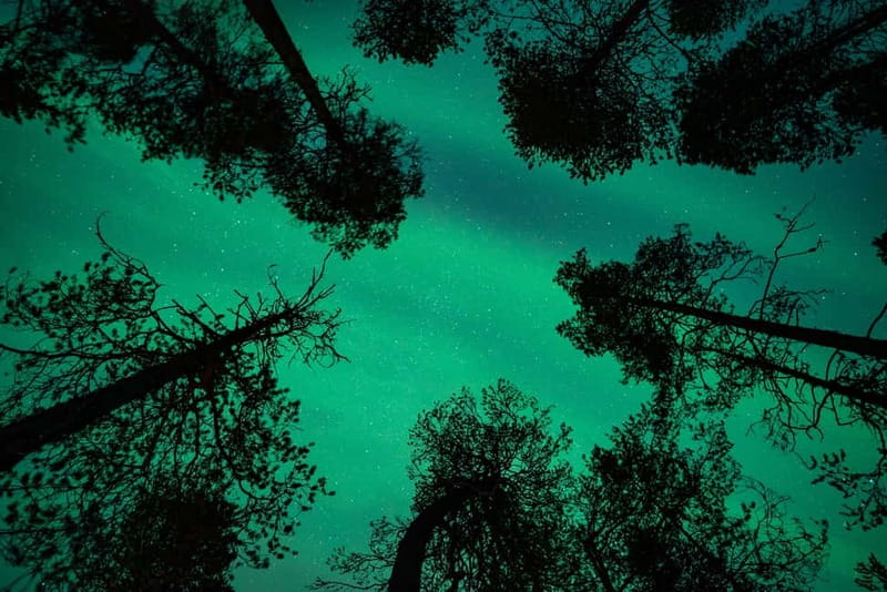 Rovaniemi: Northern Lights Quad Bike Tour - Warm break moments: hot blueberry juice, gingerbread, and grilled salmon