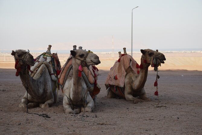 Safari Quad Bike Adventure, Camel, Show, Dinner & Stargazing - Bedouin tea, camel ride time, and the village rhythm