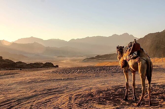 Safari quad, jeep, camel ride, show and dinner Hurghada - Practical Tips for a Smooth Safari Day