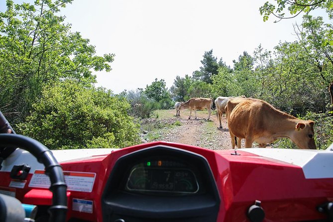 Self-drive Off Road Buggy - Price and Value: What $60.47 Buys You in Dubrovnik