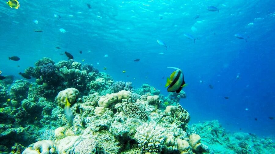 Sharm El-Sheikh: Parasailing, Camel Ride, Dive & Quad Bike - Parasailing over Sharm: flying high with solo or partner options