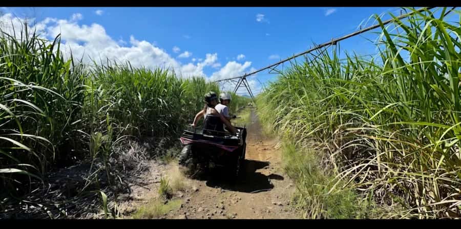 South of Mauritius: Quad Bike Tour - Royal Palm Forest and Pointe Vacoas: Where the Ride Changes Texture