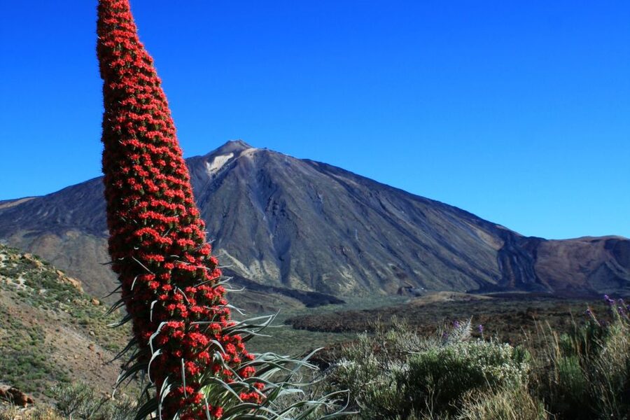 Tenerife: Mount Teide Quad Tour in Tenerife National Park - The Views and Photo Moments You’ll Actually Care About