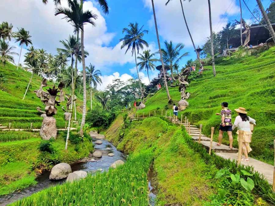 Ubud: ATV Quad Bike, Zip-line and Cretya Alas Harum Tour - Hotel Pickup and the Honda Avanza Shuffle: How the Day Stays Smooth
