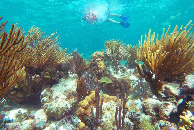 Ultimate 5x1 Combo with ATV, Ziplines, Cenote & Reef Snorkeling - Puerto Morelos Reef Snorkeling: Two Stops, Gear Included, Turtle Potential