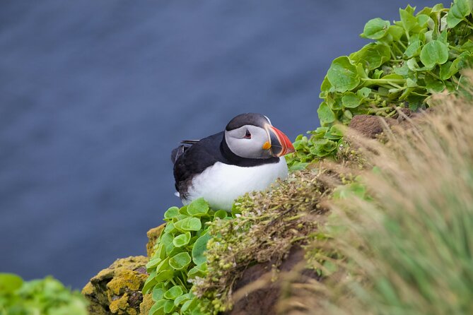 Volcanic Vistas & Puffin Paradise ATV Tour - Key Highlights You Should Know