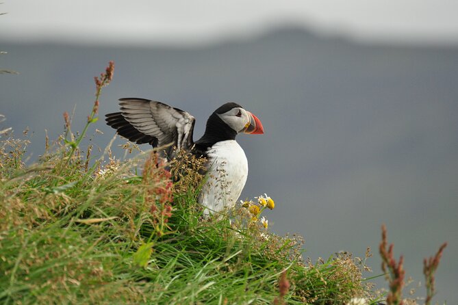 Volcanic Vistas & Puffin Paradise ATV Tour - Price and Value: What $216 Buys You on Heimaey
