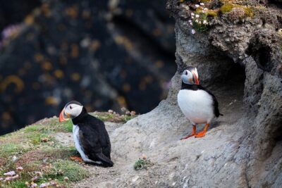 Volcanic Vistas & Puffin Paradise ATV Tour - Where You Start: Strandvegur Meeting Point and How the Day Flows