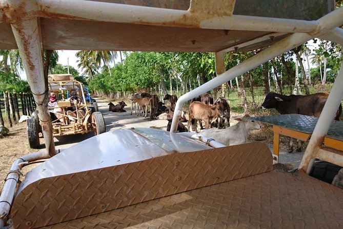 Xtreme Buggy 4 hours Dune Buggy & Country side experience - Coffee, country roads, plantations, and the limestone mine stop